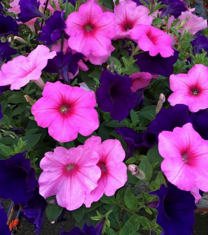 Annuals at Zerrillo Gardens