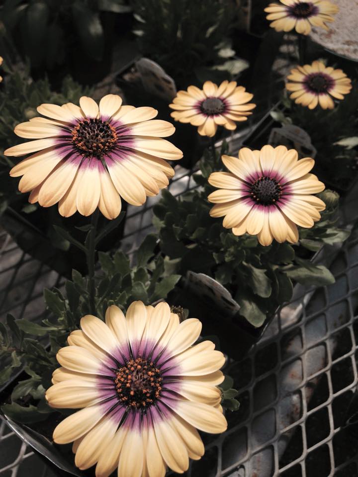 Annuals at Zerrillo Gardens