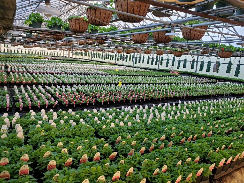 Rows of young plants and hanging baskets inside a Zerrillo Gardens greenhouse
