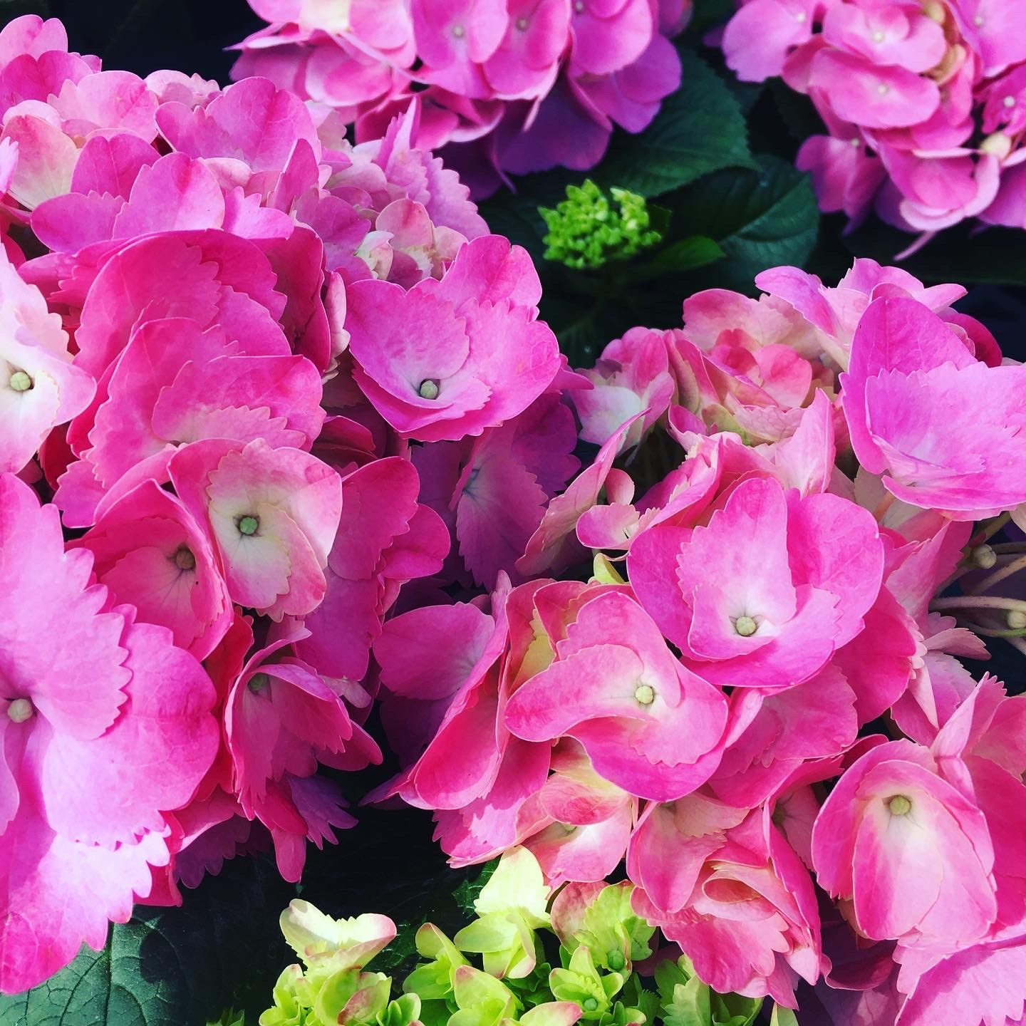 Nursery stock at Zerrillo Gardens