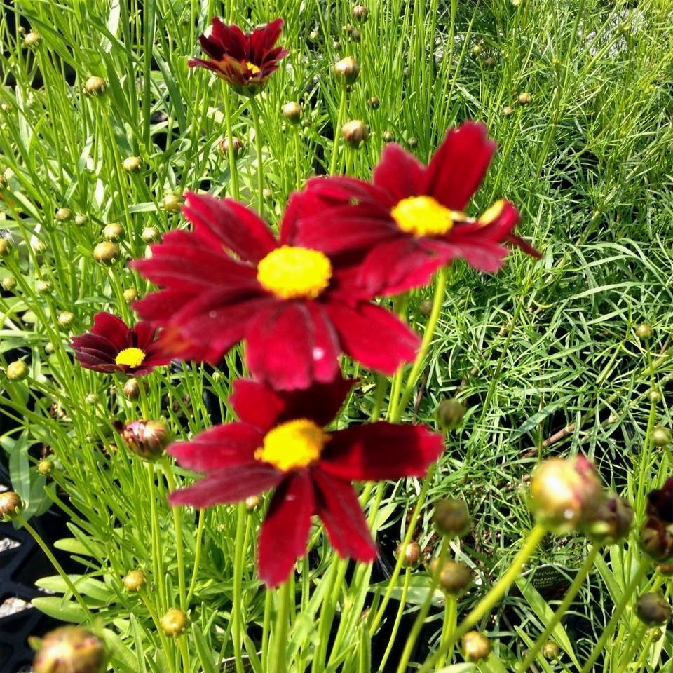 Perennials at Zerrillo Gardens