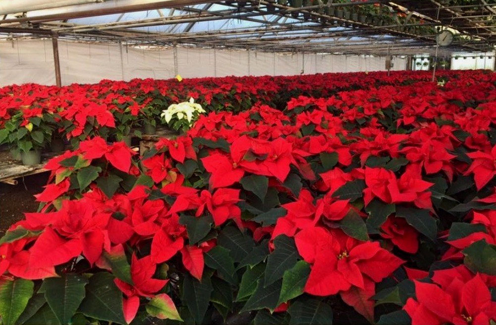 A greenhouse filled with red poinsettias at Zerrillo Gardens