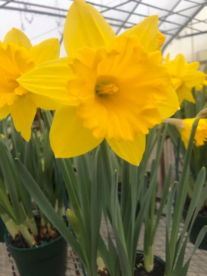 Seasonal plants at Zerrillo Gardens' retail garden shop