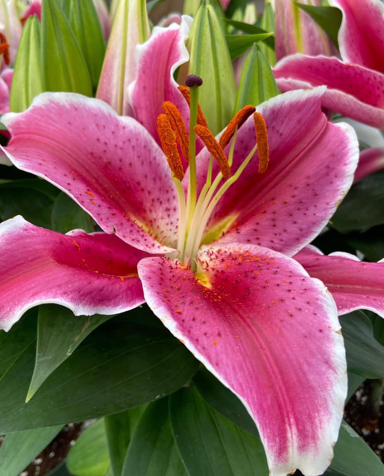 Seasonal plants at Zerrillo Gardens' retail garden shop