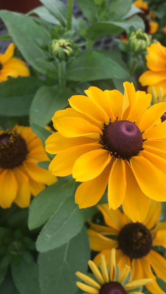 Seasonal plants at Zerrillo Gardens' retail garden shop