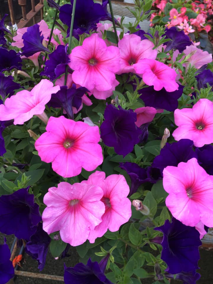Seasonal plants at Zerrillo Gardens' retail garden shop