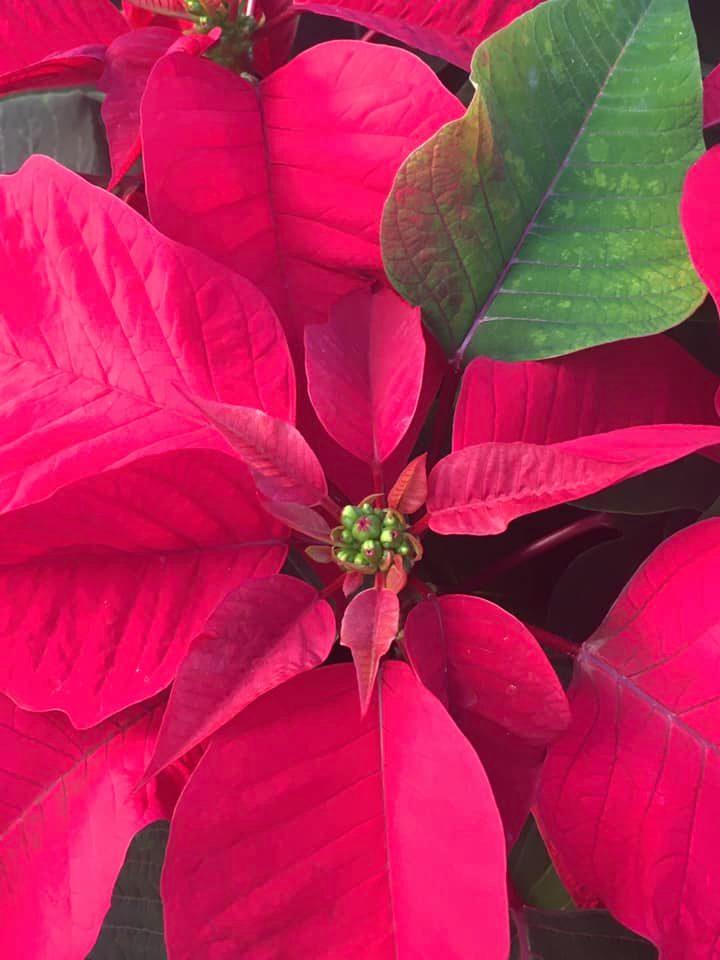 Seasonal plants at Zerrillo Gardens' retail garden shop