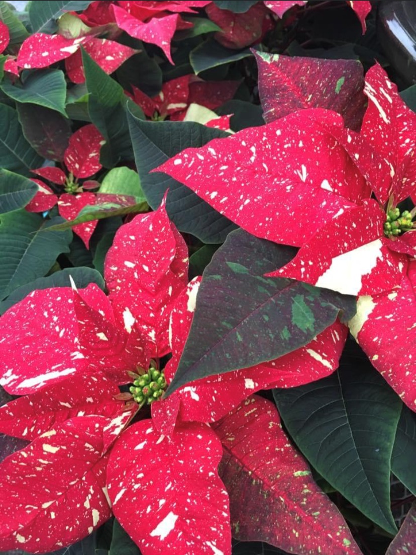 Seasonal plants at Zerrillo Gardens' retail garden shop
