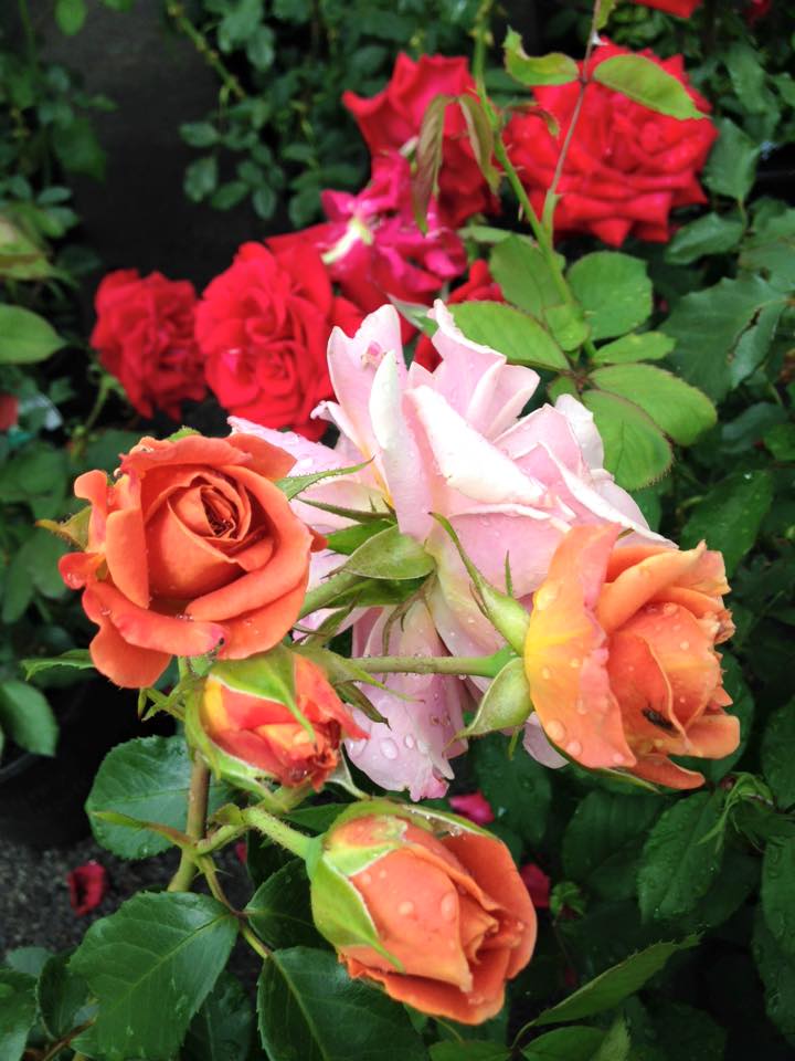 Roses at Zerrillo Gardens