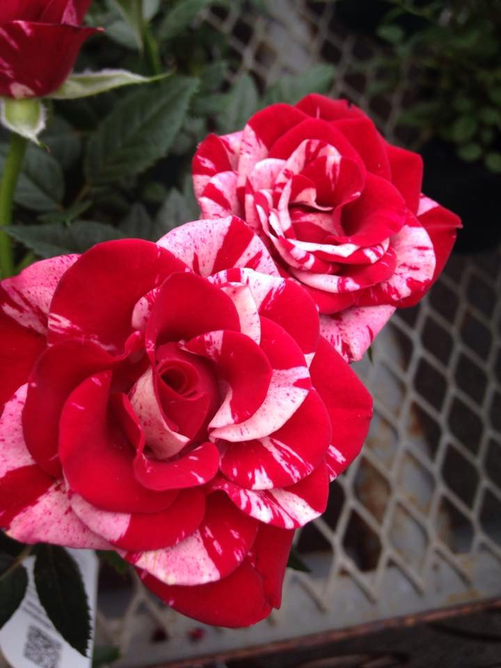 Roses at Zerrillo Gardens