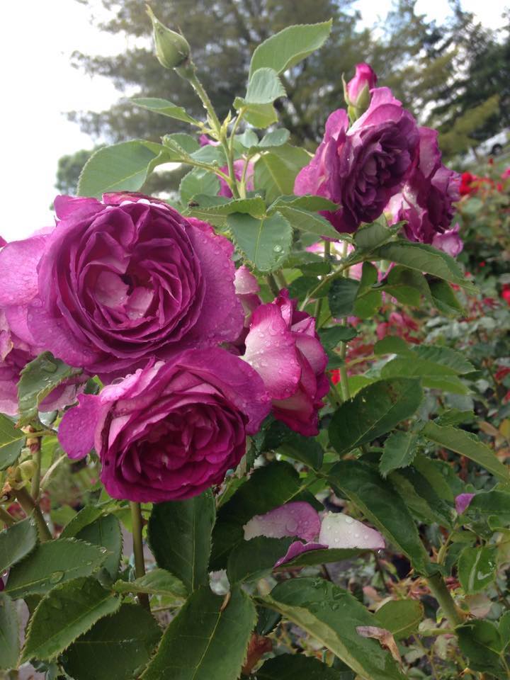 Roses at Zerrillo Gardens