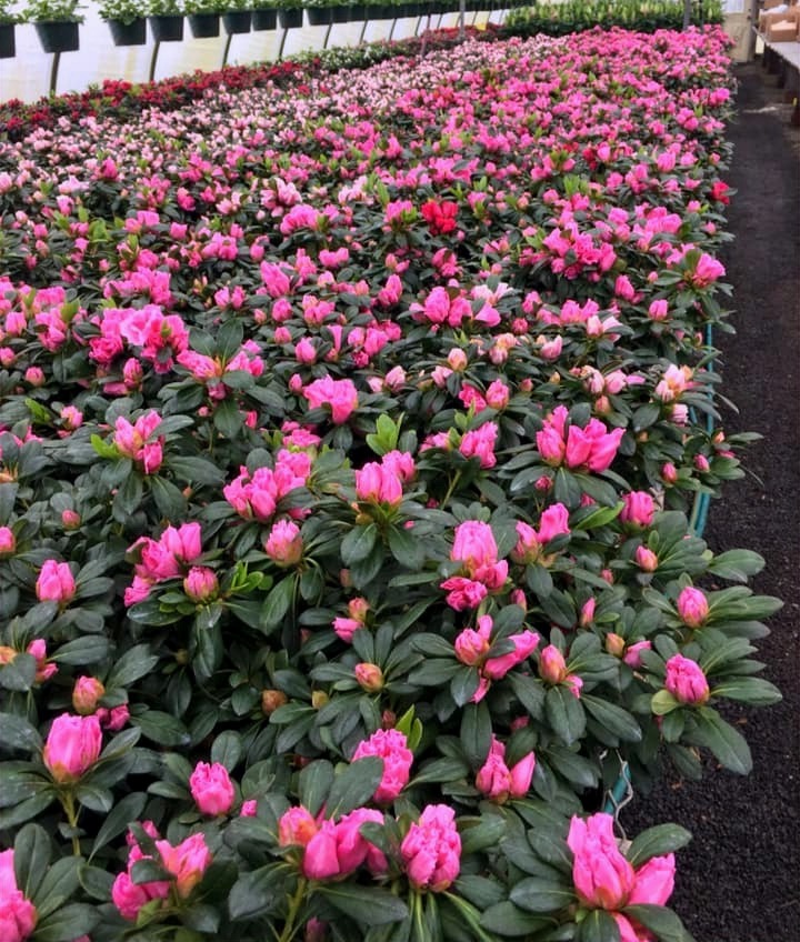 Zerrillo Gardens wholesale greenhouse plants